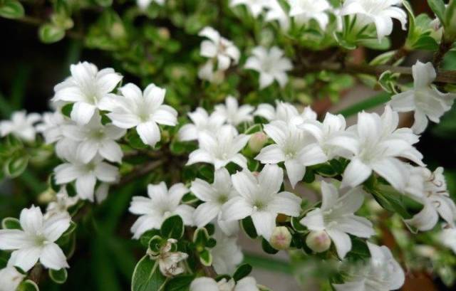 为什么我老是把花养死了,花养死了要丢掉吗