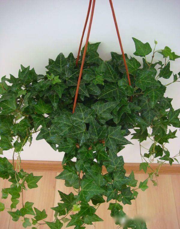 为什么我老是把花养死了,花养死了要丢掉吗