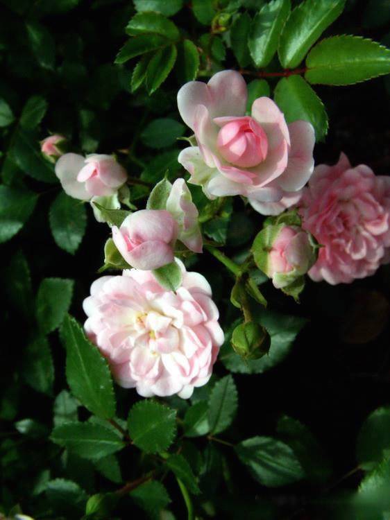 为什么我老是把花养死了,花养死了要丢掉吗