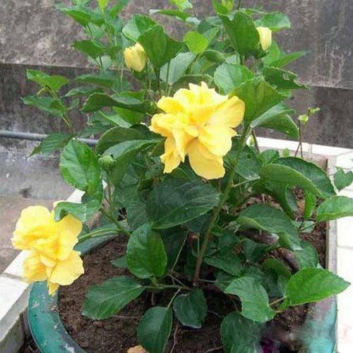 为什么我老是把花养死了,花养死了要丢掉吗