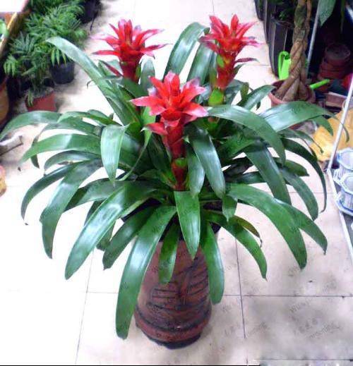 为什么我老是把花养死了,花养死了要丢掉吗