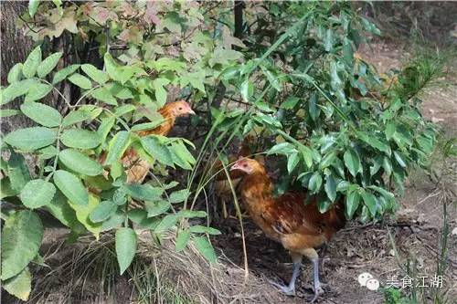 美食有一种情怀叫老味道,美食江湖情