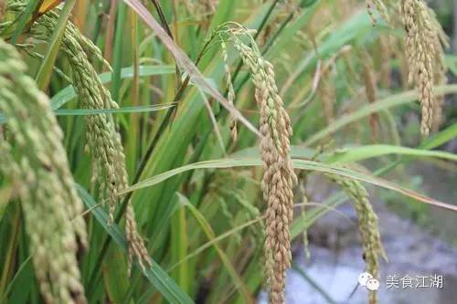 美食有一种情怀叫老味道,美食江湖情