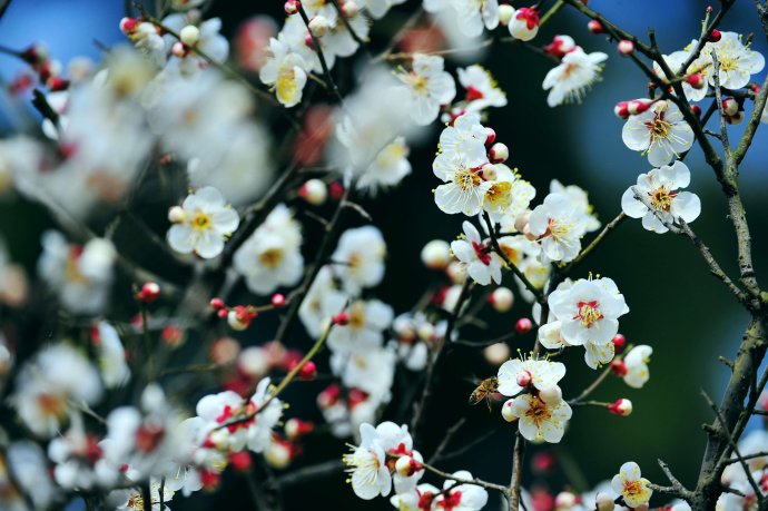 赏梅的正当时候,最是一年春光好踏春赏梅正当时