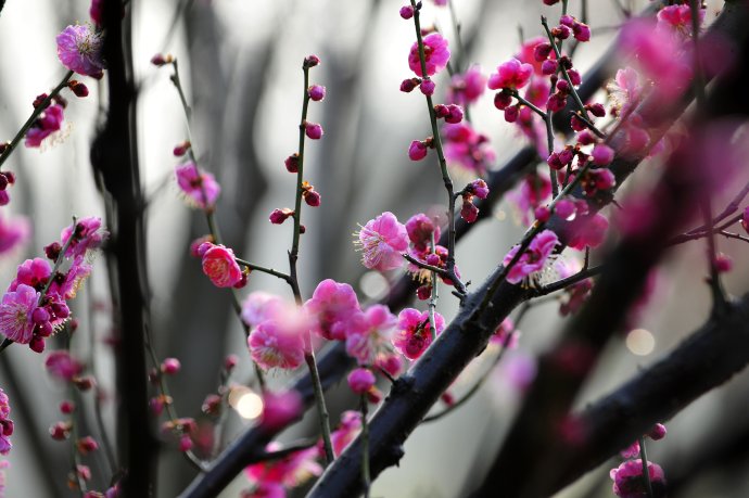 赏梅的正当时候,最是一年春光好踏春赏梅正当时