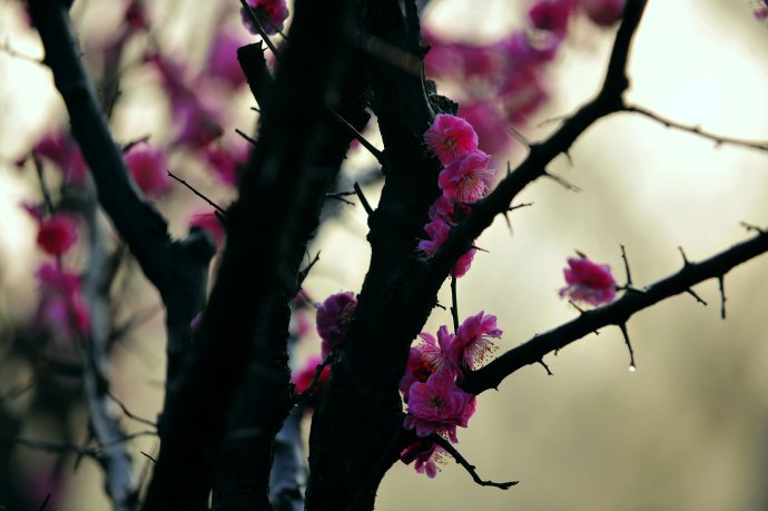 赏梅的正当时候,最是一年春光好踏春赏梅正当时