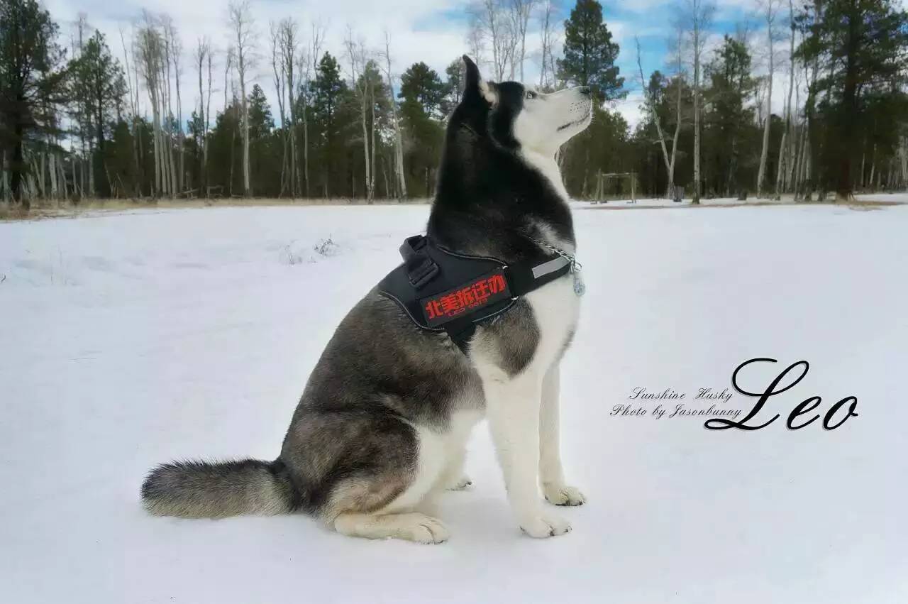 狗哥怎么养,狗哥养犬问答