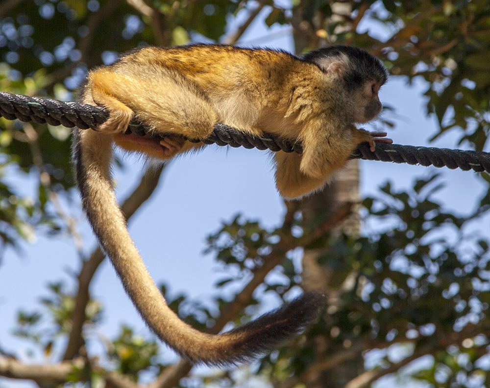 日本除了爱泡澡的温泉猴，还有这群爱翻女生包包的“扒手猴”