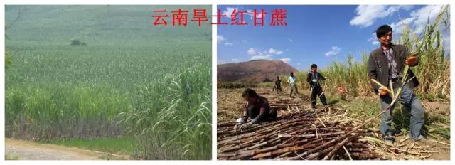 教你如何辨别真红糖,正宗红糖辨别方法