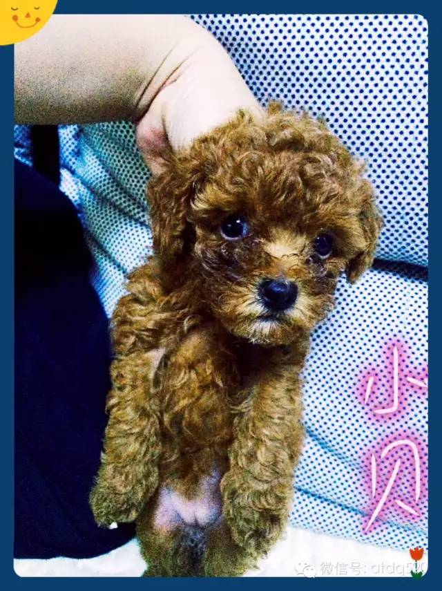 泰迪妈妈生了几个孩子,泰迪接生的过程