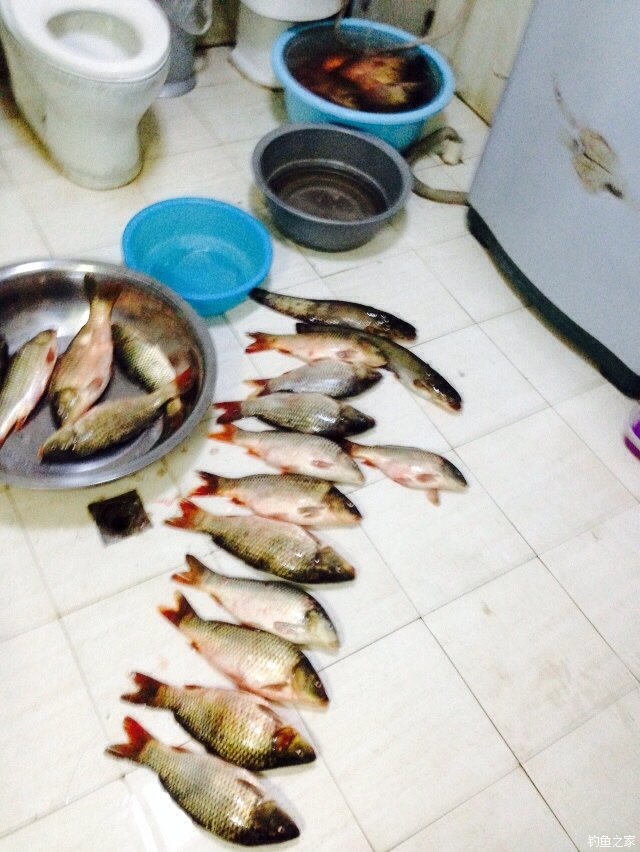 宁夏人钓鱼,黄河钓鱼的人多吗