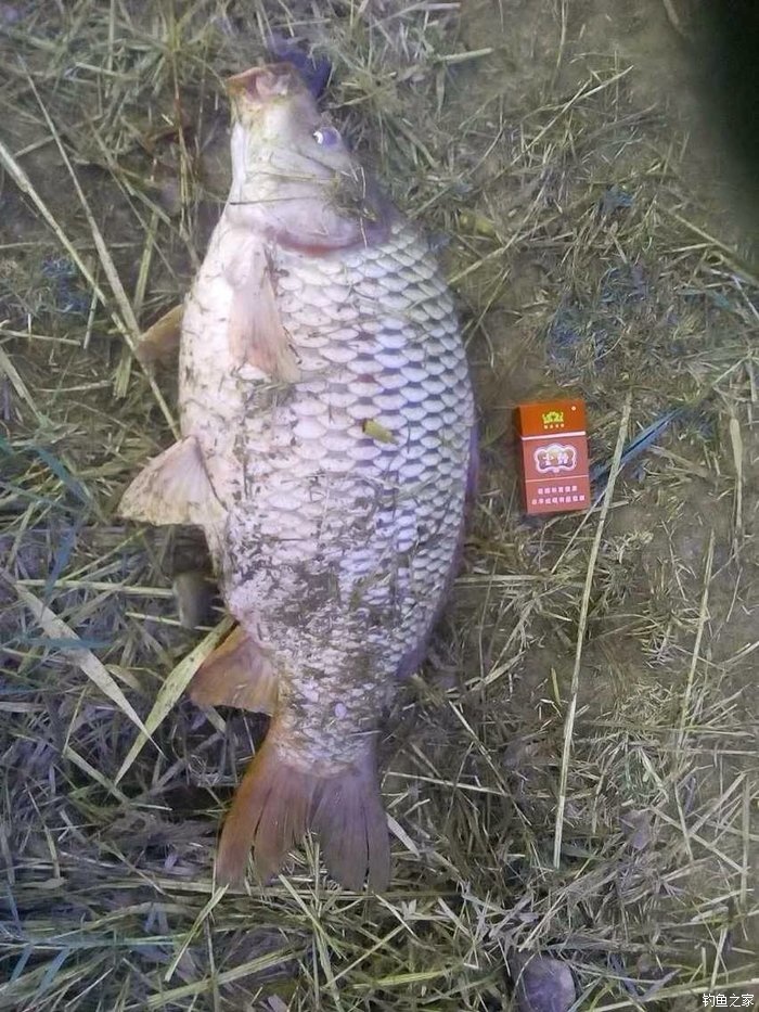 宁夏人钓鱼,黄河钓鱼的人多吗