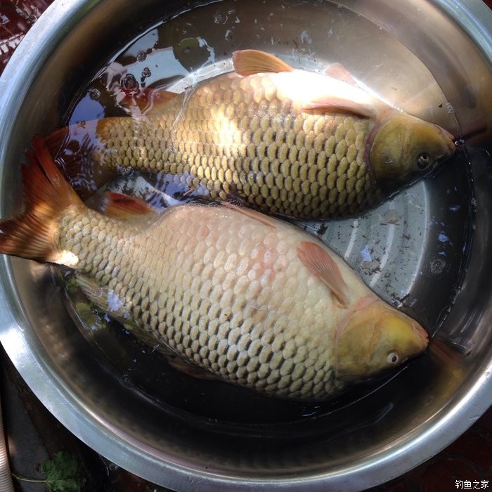 宁夏人钓鱼,黄河钓鱼的人多吗