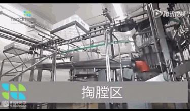 看看外国人是怎样宰牛的,德国杀鸡的全过程