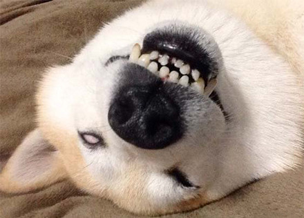 怎么教别人翻白眼,教我如何翻白眼