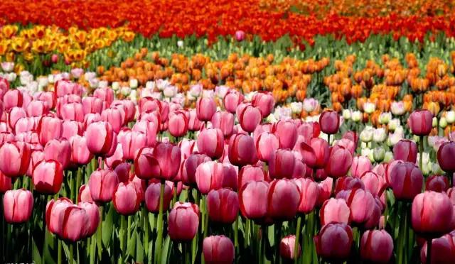 这个周末带孩子去玩,赏花春游好去处花博园