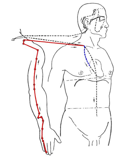 12条经络分为三个大循环,经络运行先后顺序