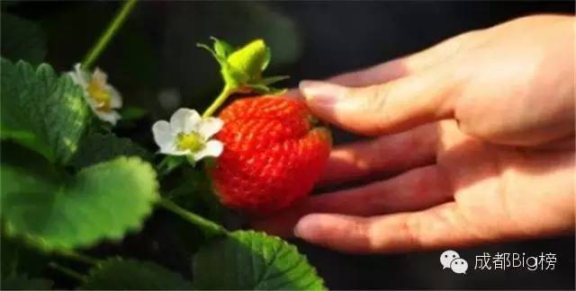 一个用味道留住你的草莓采摘园,52个新鲜草莓