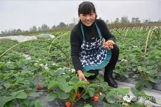 一个用味道留住你的草莓采摘园,52个新鲜草莓