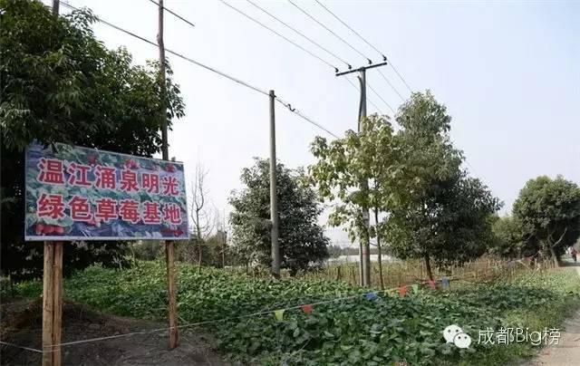 一个用味道留住你的草莓采摘园,52个新鲜草莓