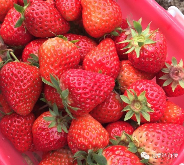 一个用味道留住你的草莓采摘园,52个新鲜草莓