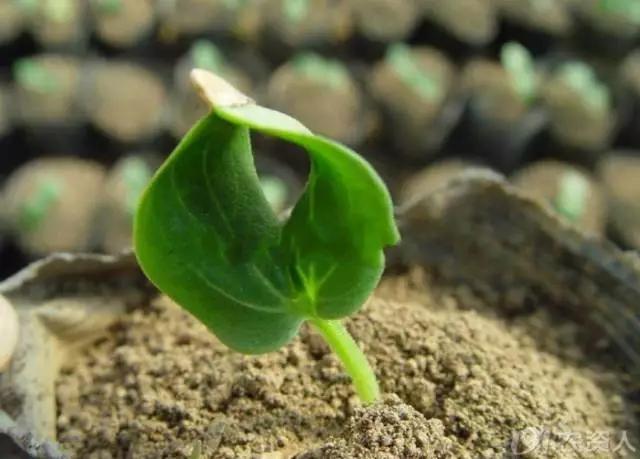 一篇读懂黄瓜的六种病害与防治方法