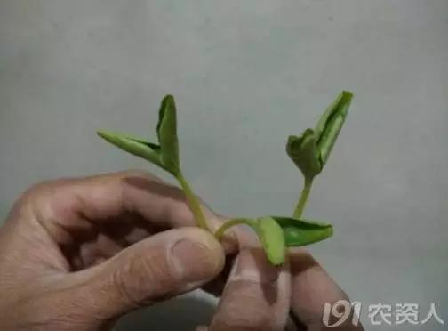 一篇读懂黄瓜的六种病害与防治方法