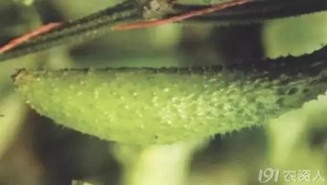 一篇读懂黄瓜的六种病害与防治方法