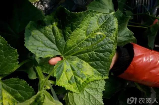 一篇读懂黄瓜的六种病害与防治方法