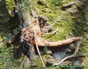 一篇读懂黄瓜的六种病害与防治方法