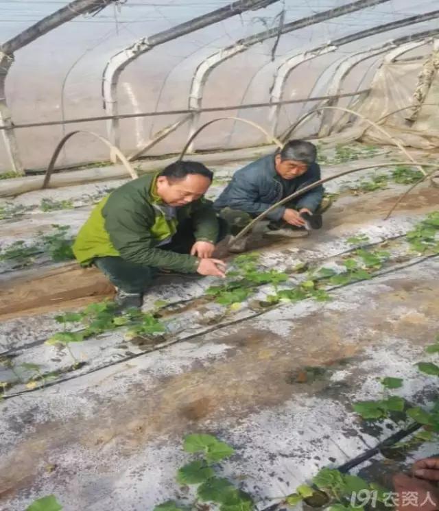 一篇读懂黄瓜的六种病害与防治方法