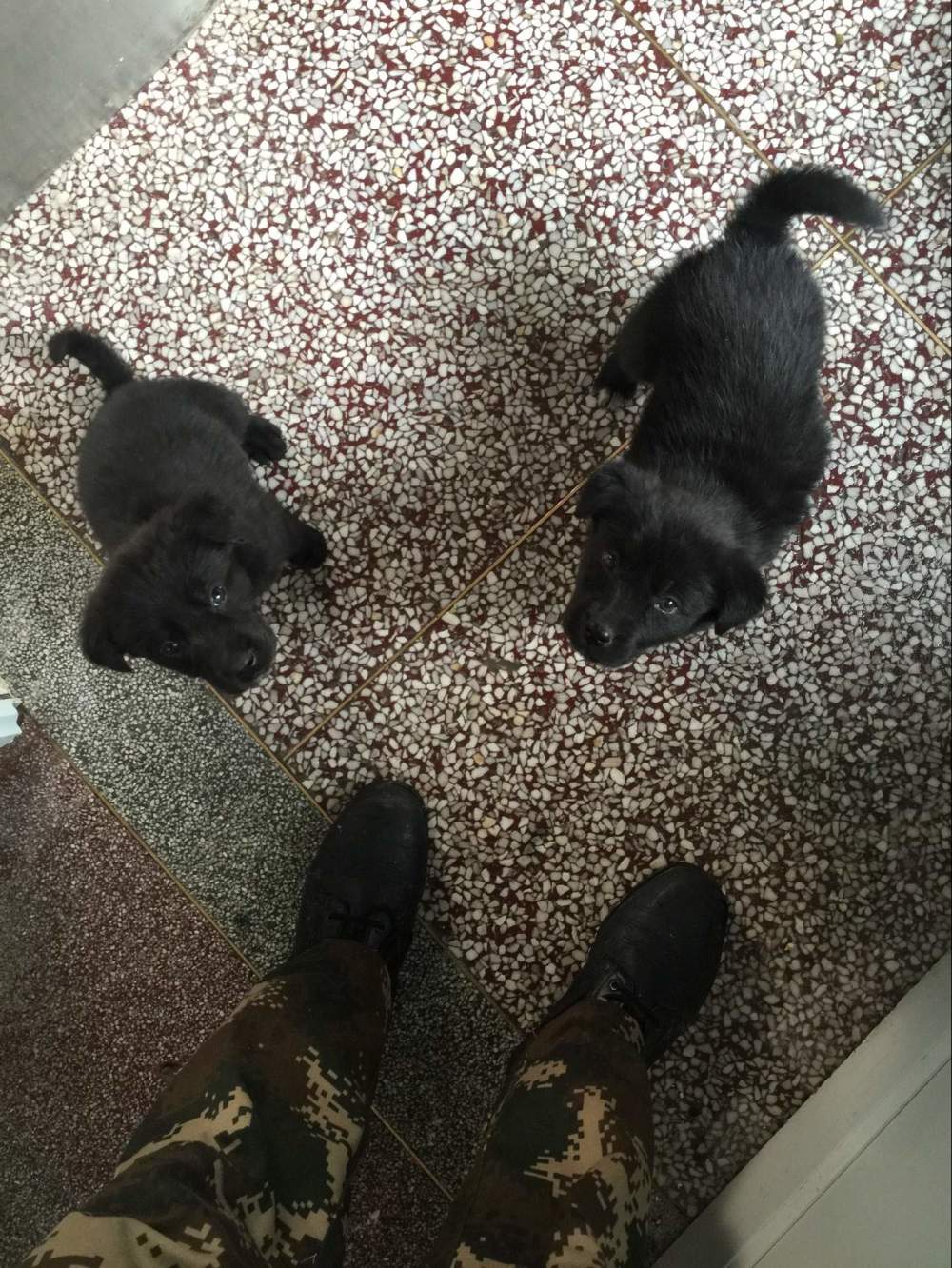 金毛生下来是黑的长大会变色吗,为啥金毛生的有黑的有黄的