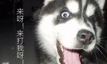 狗狗破坏东西如何教育,狗狗乱咬家具怎么办