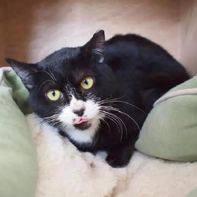 上海猫咪领养虹口,喵小汪宠物领养