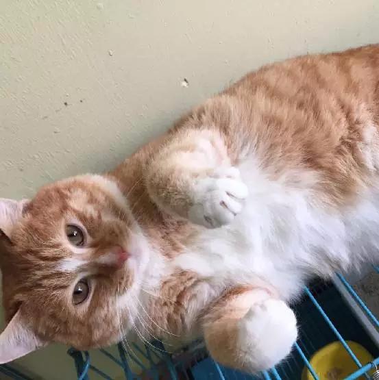 上海猫咪领养虹口,喵小汪宠物领养