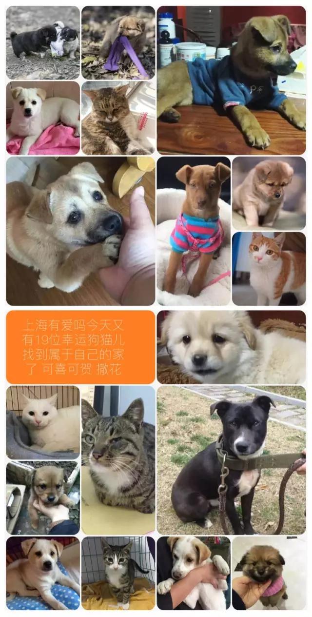 上海猫咪领养虹口,喵小汪宠物领养
