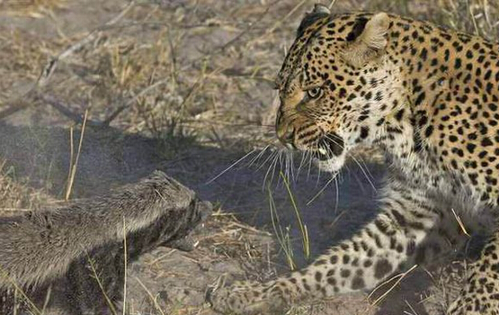 蜜獾单挑三只花豹,平头哥蜜獾大战三头花豹