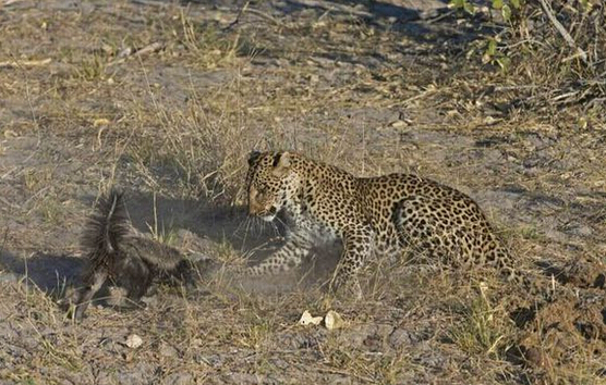 蜜獾单挑三只花豹,平头哥蜜獾大战三头花豹