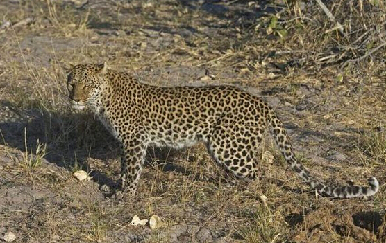 蜜獾单挑三只花豹,平头哥蜜獾大战三头花豹