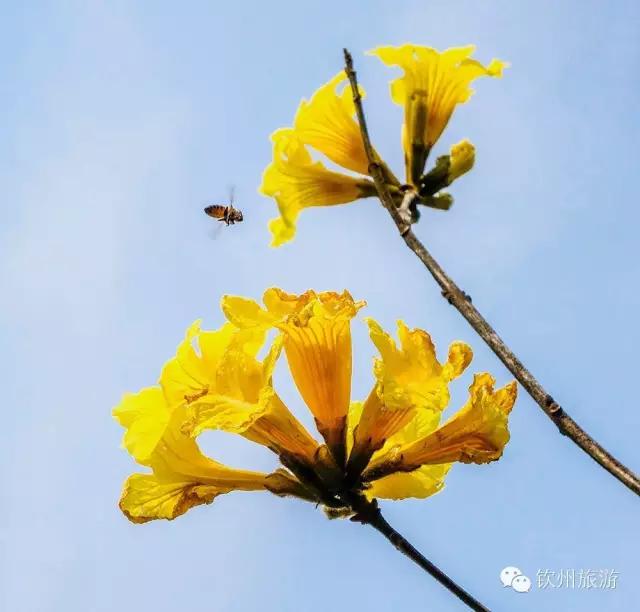 黄花风铃木娇艳,钦州灵山黄花风铃木