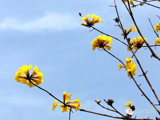 黄花风铃木娇艳,钦州灵山黄花风铃木