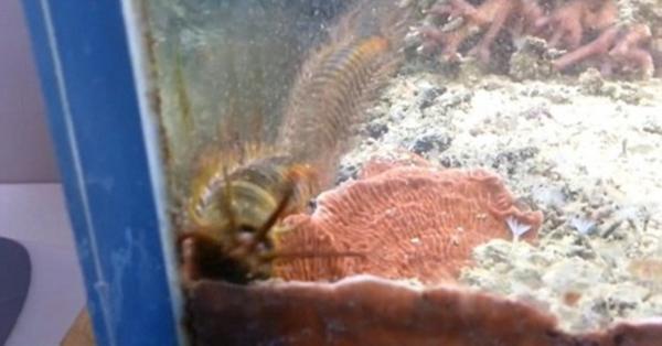 鱼缸里发现一只细长的白色蠕虫 (在鱼缸里发现了小小的扁平的虫子)