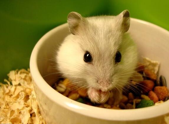 养小仓鼠要注意哪些疾病,饲养仓鼠的十大禁忌是什么呢