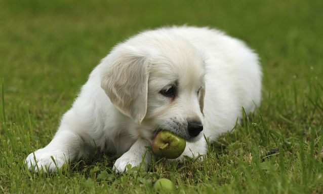 狗狗容易拉肚子怎么调理,狗狗频繁拉肚子怎么解决