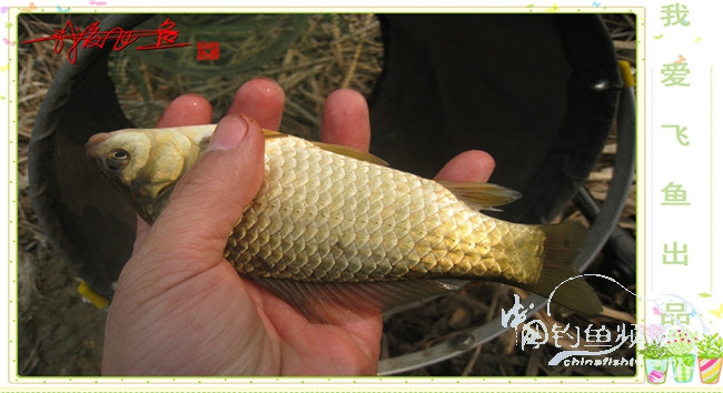 2016之我爱飞鱼觅得好钓点