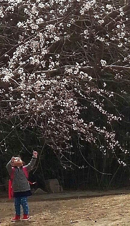 山桃花开了吗,山上桃花盛开了