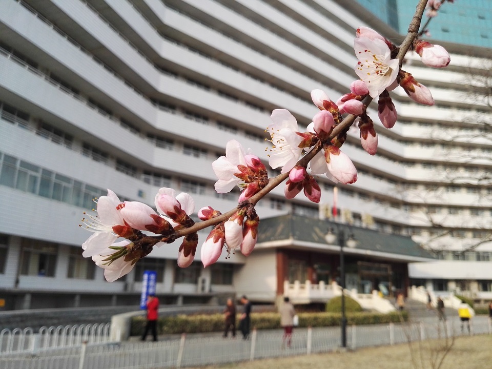 山桃花开了吗,山上桃花盛开了
