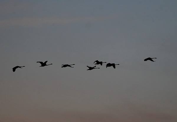 白石水库看天鹅最佳位置导航,白石水库看天鹅2020