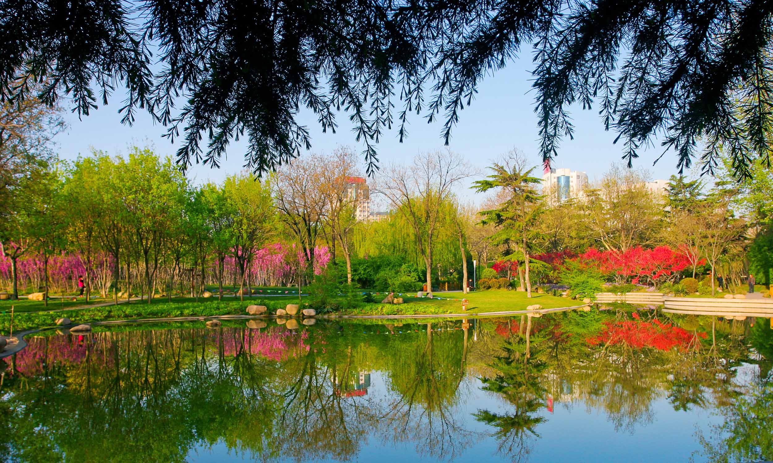 亲山近水享绿色福利,五彩鸢都创森林潍坊