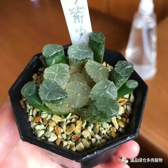 2022年国内多肉展览会,日本限时特卖会